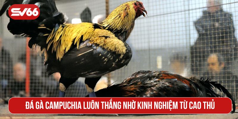 Đá gà Campuchia