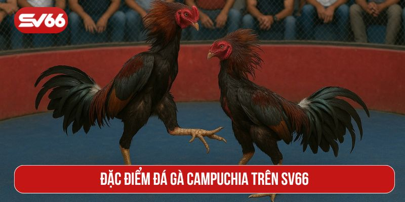 Đặc điểm đá gà Campuchia trên SV66