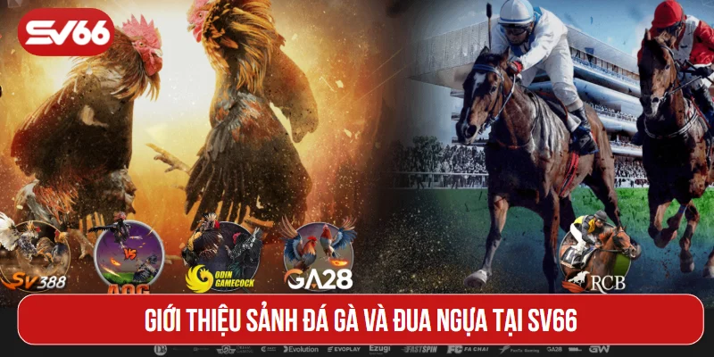 Giới thiệu sảnh đá gà và đua ngựa tại SV66