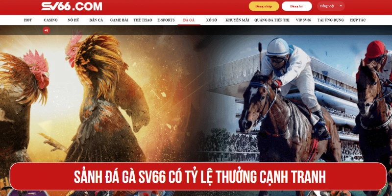 Sảnh đá gà SV66 có tỷ lệ thưởng cạnh tranh